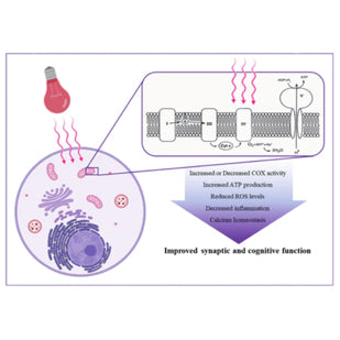 The Science Behind Red Light Therapy: How Does It Work? – BestQool