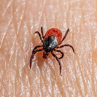 Red Light Therapy for Lyme Disease: Managing Symptoms and Enhancing Recovery