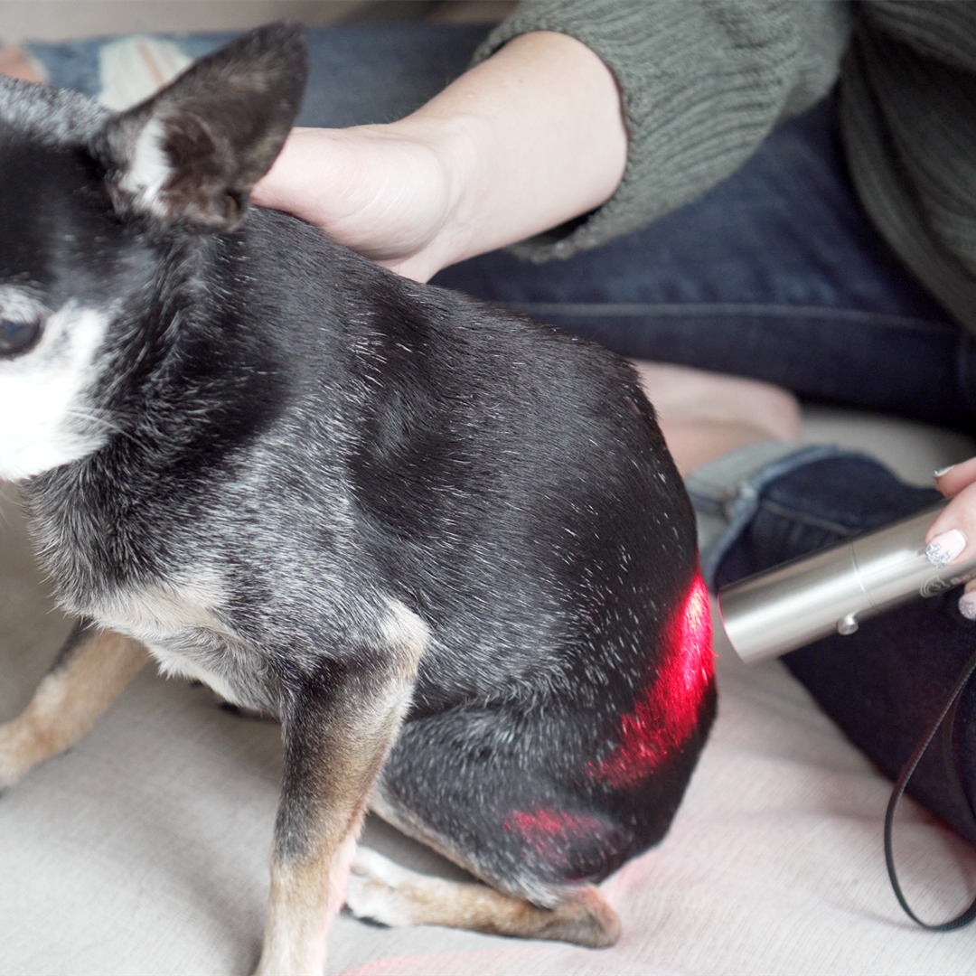 red light therapy torch for dog